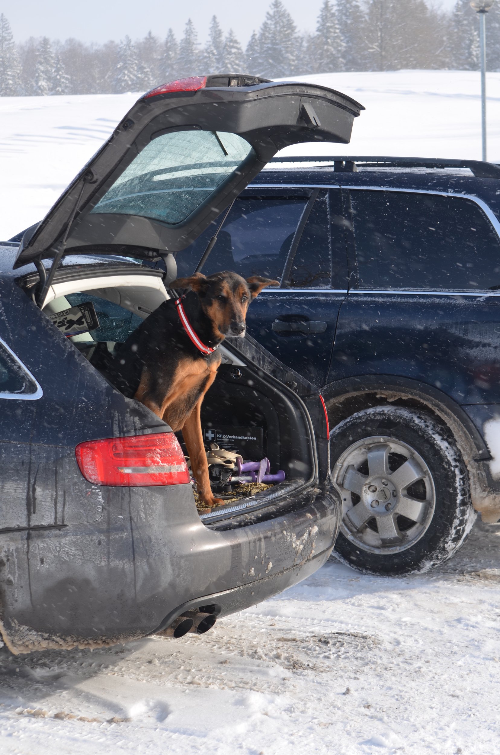 Bobija ziemas prieki