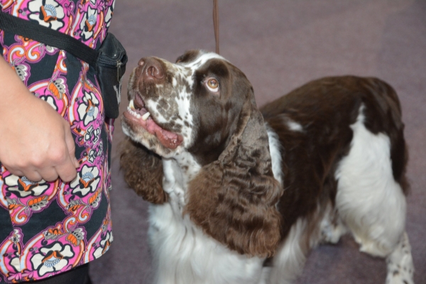 Nacionālā suņu izstāde Talsos. galerija