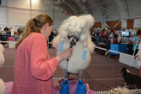 Nacionālā suņu izstāde Talsos. galerija