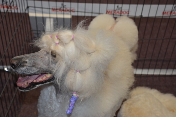 Nacionālā suņu izstāde Talsos. galerija