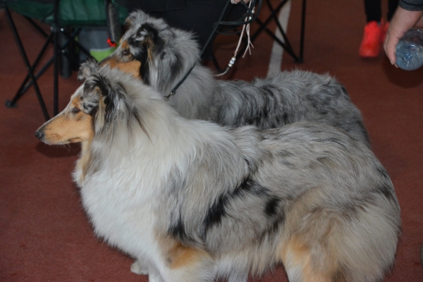 Nacionālā suņu izstāde Talsos. galerija