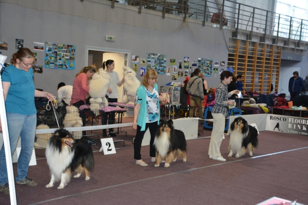 Nacionālā suņu izstāde Talsos. galerija