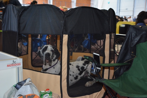 Nacionālā suņu izstāde Talsos. galerija