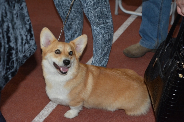 Nacionālā suņu izstāde Talsos. galerija