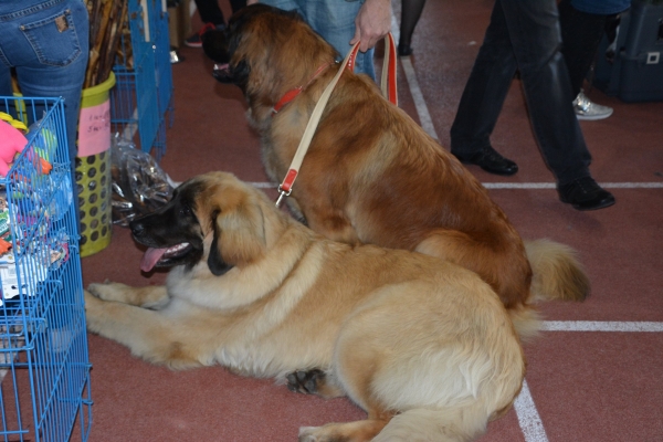 Nacionālā suņu izstāde Talsos. galerija