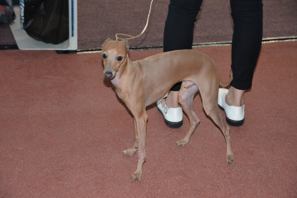 Nacionālā suņu izstāde Talsos. galerija