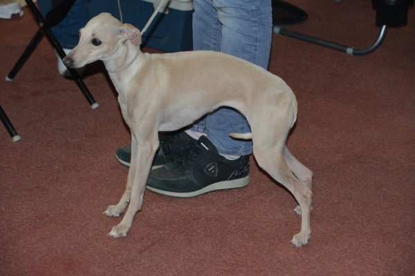 Nacionālā suņu izstāde Talsos. galerija