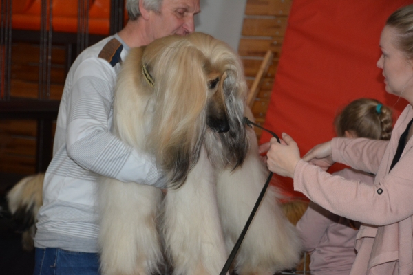 Nacionālā suņu izstāde Talsos. galerija