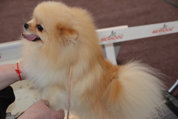 Nacionālā suņu izstāde Talsos