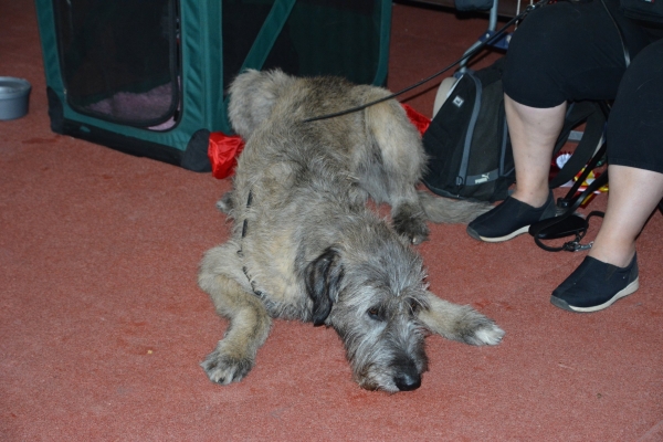 Nacionālā suņu izstāde Talsos. galerija