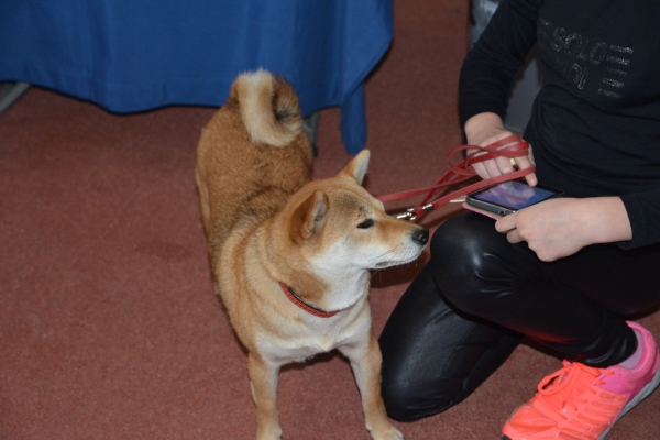 Nacionālā suņu izstāde Talsos. galerija