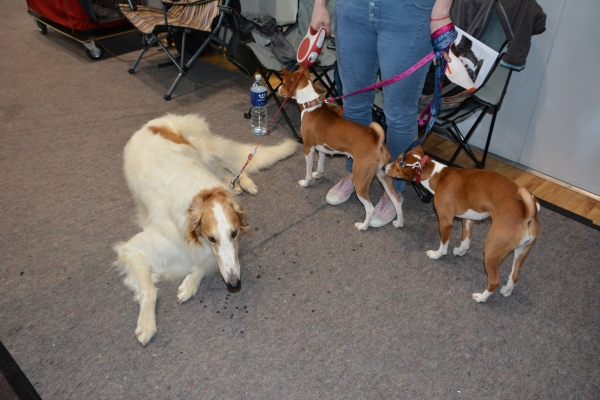 Nacionālā suņu izstāde Talsos. galerija