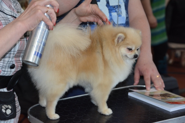 Nacionālā suņu izstāde Talsos. galerija