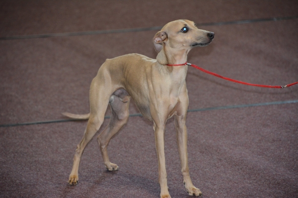 Nacionālā suņu izstāde Talsos. galerija