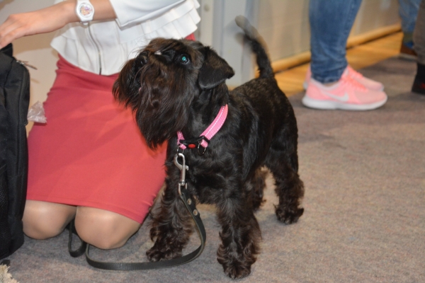 Nacionālā suņu izstāde Talsos. galerija