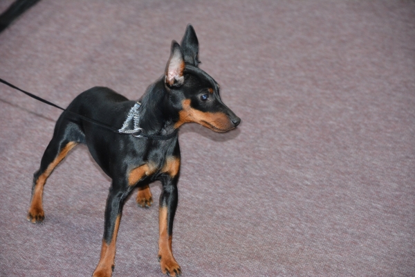 Nacionālā suņu izstāde Talsos. galerija