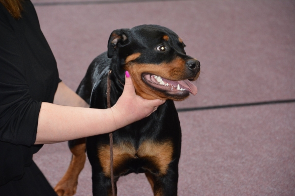 Nacionālā suņu izstāde Talsos. galerija