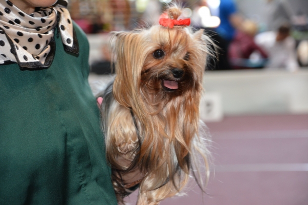 Nacionālā suņu izstāde Talsos. galerija