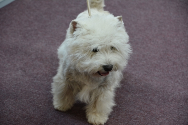 Nacionālā suņu izstāde Talsos. galerija