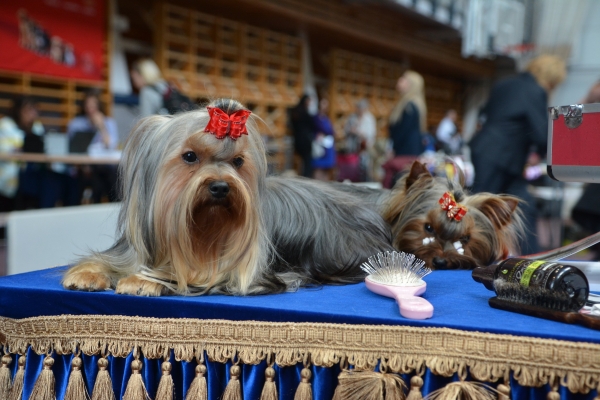 Nacionālā suņu izstāde Talsos. galerija