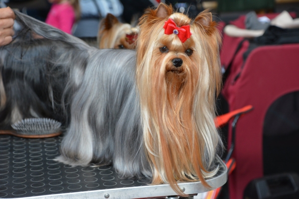 Nacionālā suņu izstāde Talsos. galerija