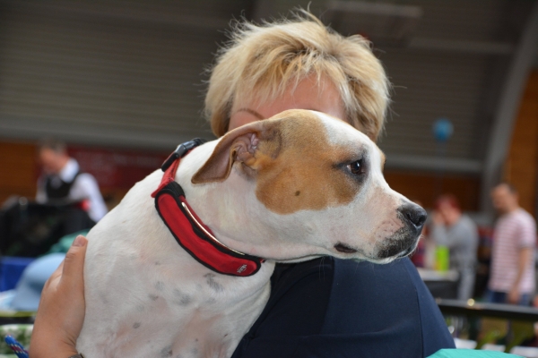 Nacionālā suņu izstāde Talsos. galerija