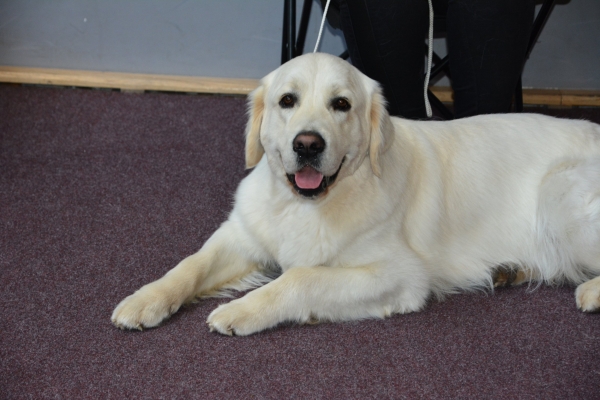 Nacionālā suņu izstāde Talsos. galerija