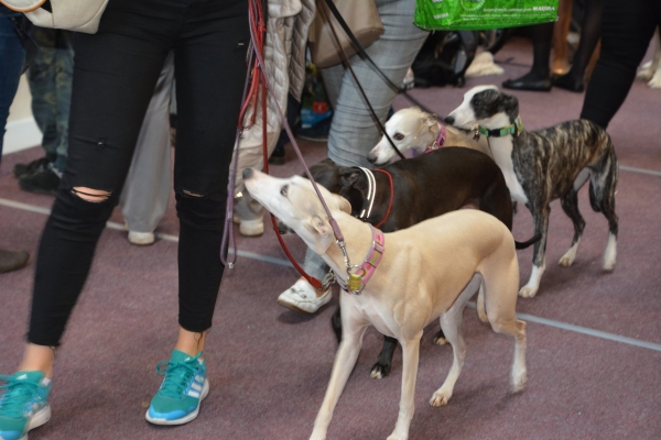 Nacionālā suņu izstāde Talsos. galerija