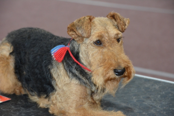 Nacionālā suņu izstāde Talsos. galerija