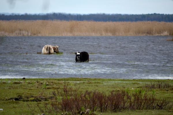 Govis dabas parkā “Engures ezers”