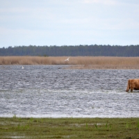 Savvaļas zirgi un govis dabas parkā “Engures ezers”