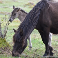 Savvaļas zirgi dabas parkā “Engures ezers”