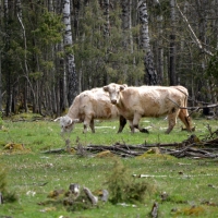 Savvaļas zirgi un govis dabas parkā “Engures ezers”