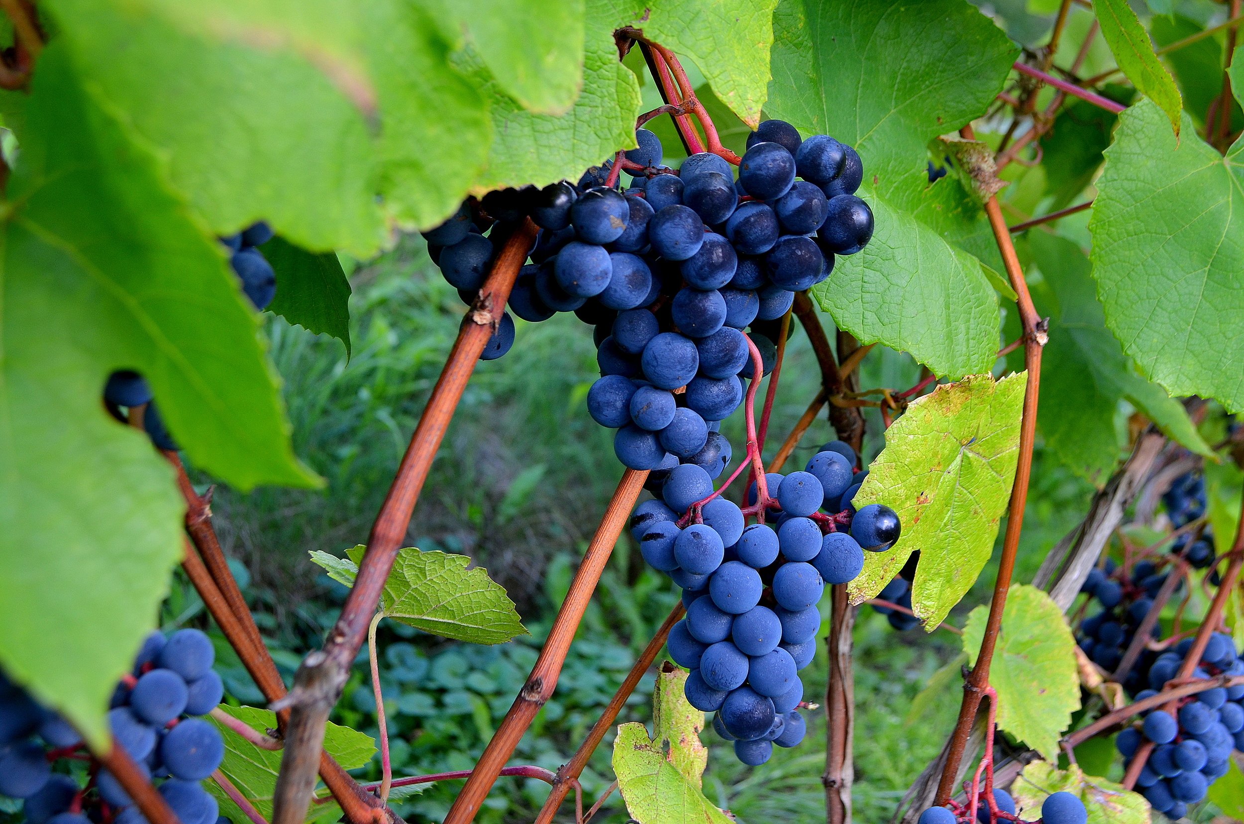 Sabiles Vīna kalna raža