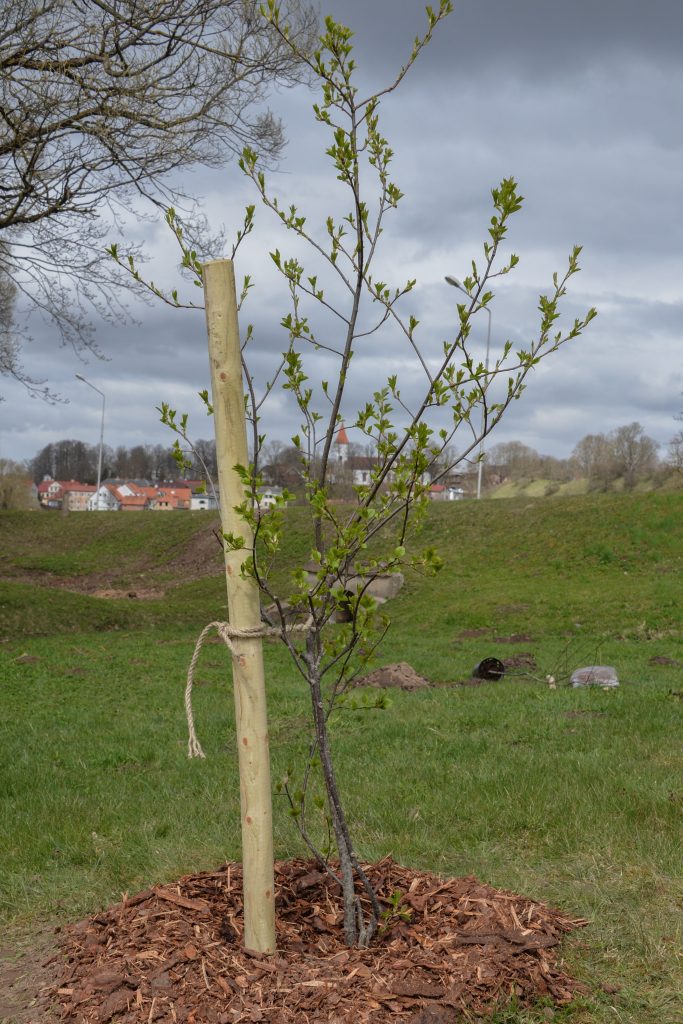 Ābeļziedu stara veidošana Talsos (Foto: Marta Rake-Lasmane)