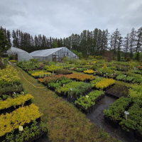 Dundagas kokaudzētava