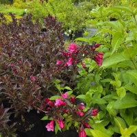 Dundagas kokaudzētava