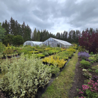 Dundagas kokaudzētava