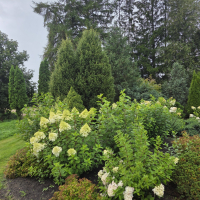 Dundagas kokaudzētava